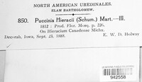Puccinia hieracii image